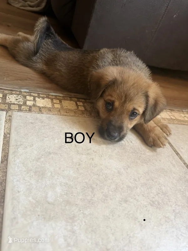 Unknown – German Shepherd Dog, Labrador Retriever puppy for sale in Denver, CO