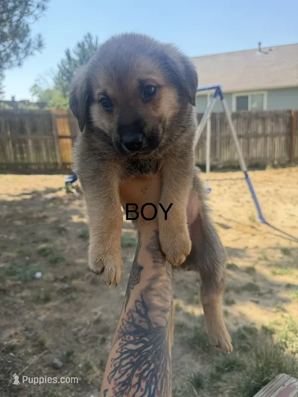 Unknown – German Shepherd Dog, Labrador Retriever puppy for sale in Denver, CO