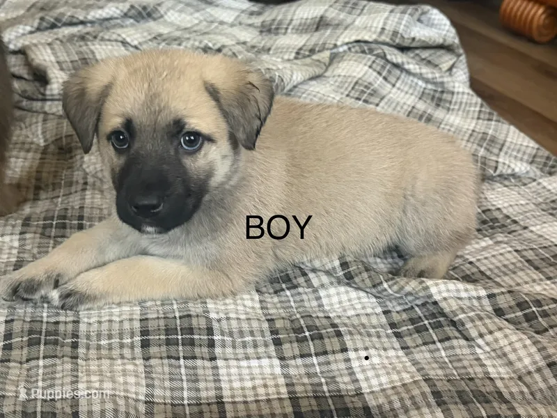 Unknown  – German Shepherd Dog, Labrador Retriever puppy for sale in Denver, CO