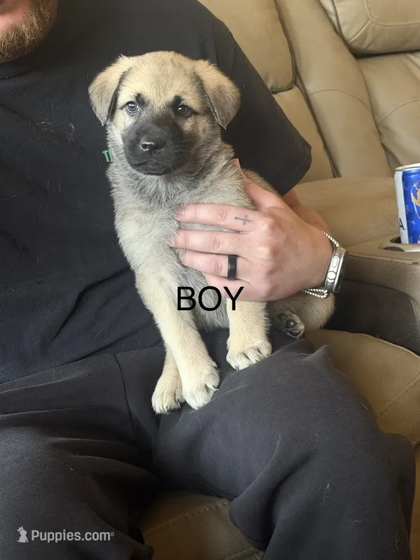 Unknown  – German Shepherd Dog, Labrador Retriever puppy for sale in Denver, CO