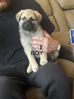 Unknown , a male German Shepherd Dog and Labrador Retriever for sale in Denver, CO – 1 of 1