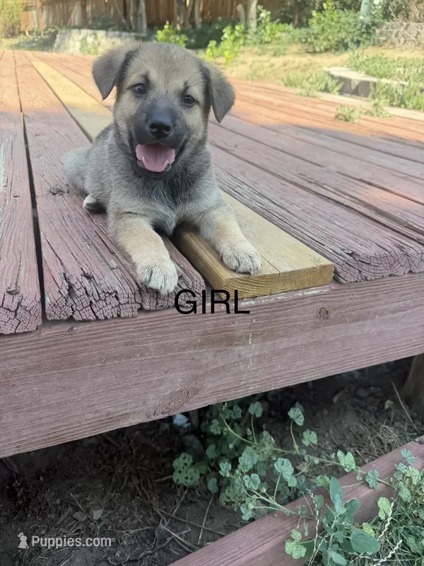 Unknown – German Shepherd Dog, Labrador Retriever puppy for sale in Denver, CO