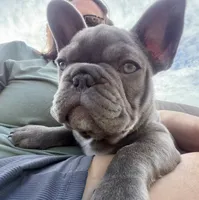 Kya, a female French Bulldog for sale in Stanwood, WA – 2 of 2