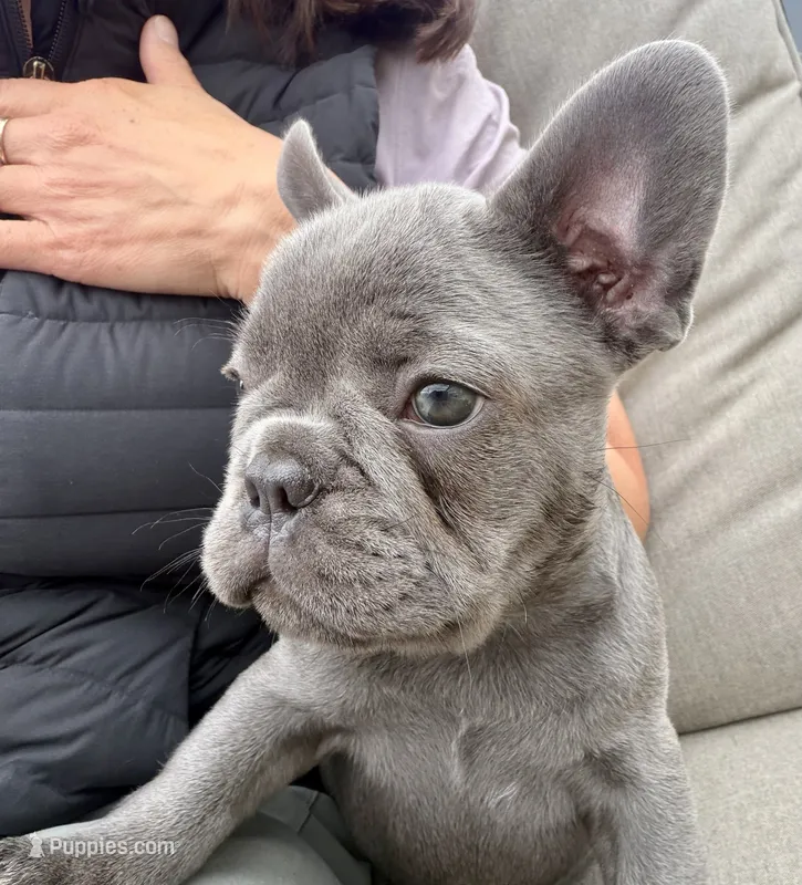 Chozo – French Bulldog puppy for sale in Stanwood, WA