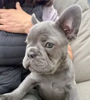 Chozo, a male French Bulldog for sale in Stanwood, WA – 1 of 3