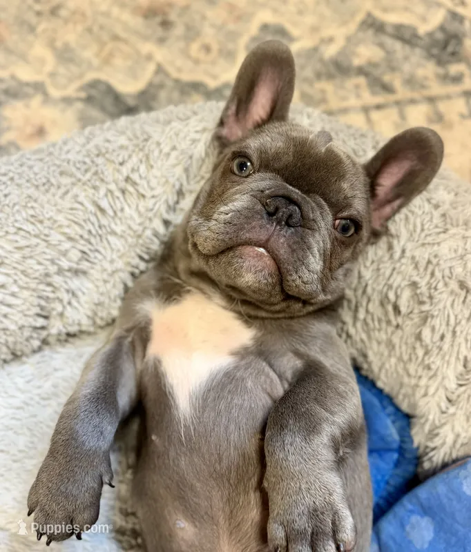 Kya – French Bulldog puppy for sale in Stanwood, WA
