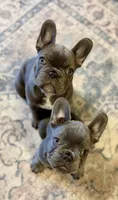 Chozo, a male French Bulldog for sale in Stanwood, WA – 3 of 3