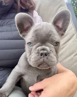 Chozo, a male French Bulldog for sale in Stanwood, WA – 2 of 3