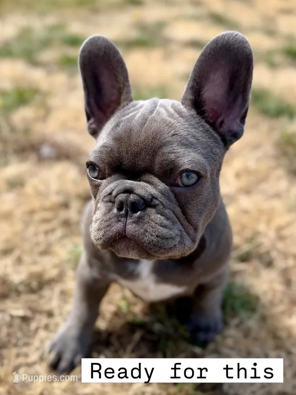 Kya – French Bulldog puppy for sale in Stanwood, WA