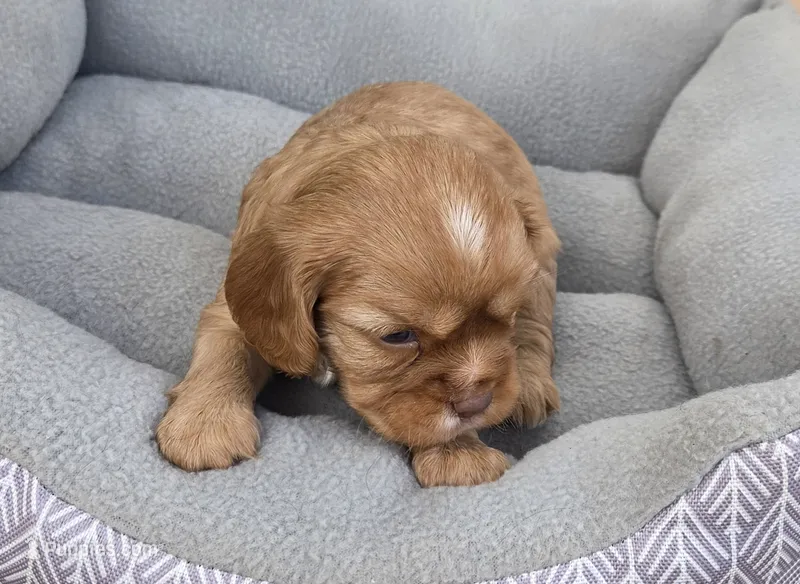 Bunny – Cavalier King Charles Spaniel puppy for sale in Sacramento, CA