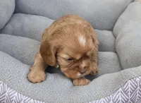 Bunny, a female Cavalier King Charles Spaniel for sale in Sacramento, CA – 1 of 3