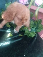 Tammy, a female Cavalier King Charles Spaniel for sale in Sacramento, CA – 3 of 5