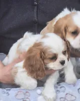 Jax, a male Cavalier King Charles Spaniel for sale in Sacramento, CA – Photo 2 of 2