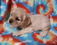 Jill, a female Cocker Spaniel for sale in Sacramento, CA – 2 of 3