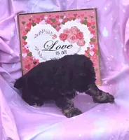 Rudy, a female Cocker Spaniel for sale in Sacramento, CA – Photo 1 of 2