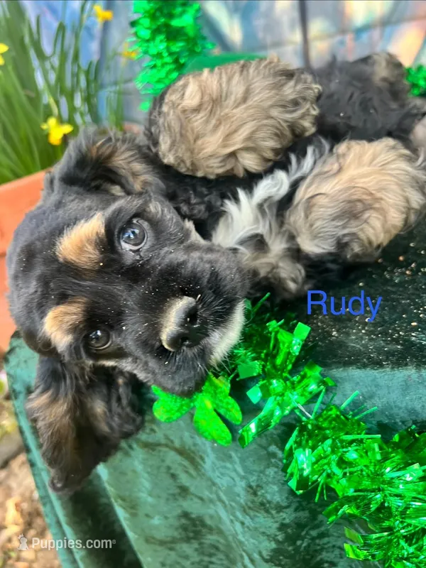 Rudy