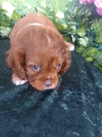 Tommy, a male Cavalier King Charles Spaniel for sale in Sacramento, CA – 3 of 3