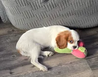 Angel, a female Cavalier King Charles Spaniel for sale in Sacramento, CA – 2 of 3