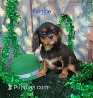 Timmy – Cavalier King Charles Spaniel puppy for sale in Sacramento, CA