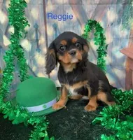 Timmy, a male Cavalier King Charles Spaniel for sale in Sacramento, CA – 1 of 1