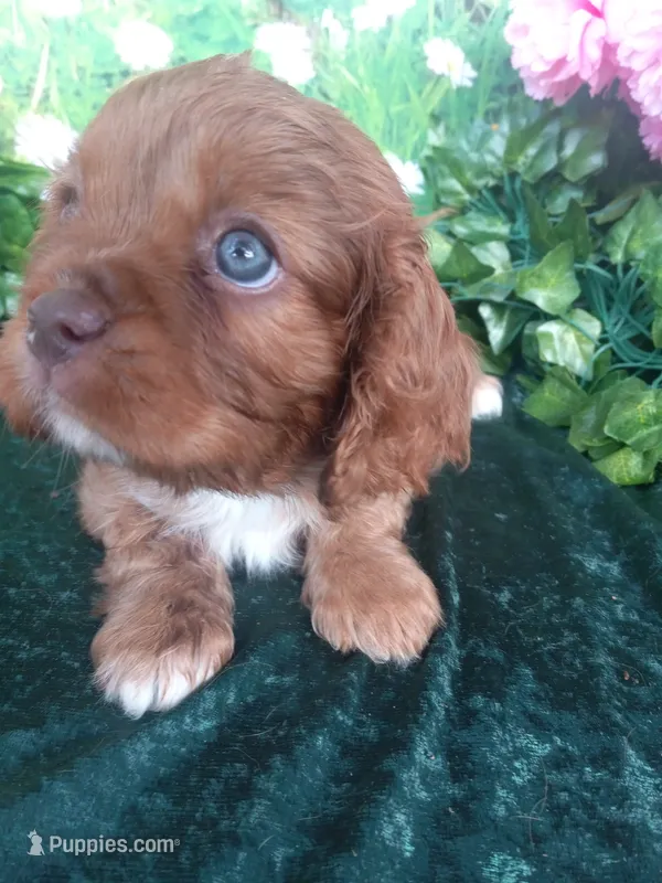 Tommy – Cavalier King Charles Spaniel puppy for sale in Sacramento, CA