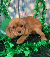 Rita, a female Cavalier King Charles Spaniel for sale in Sacramento, CA – Photo 2 of 2