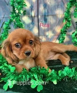 Rita, a female Cavalier King Charles Spaniel for sale in Sacramento, CA – Photo 1 of 2