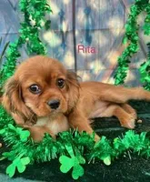 Rita, a female Cavalier King Charles Spaniel for sale in Sacramento, CA – Photo 1 of 2