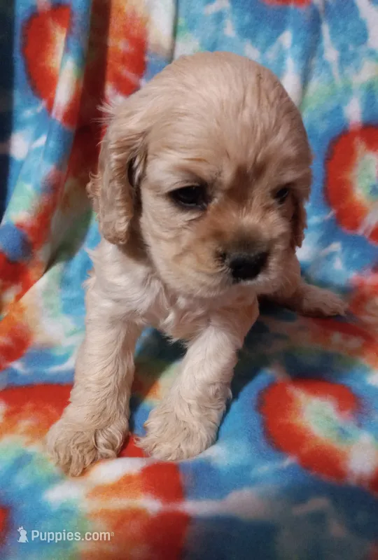 Jill – Cocker Spaniel puppy for sale in Sacramento, CA