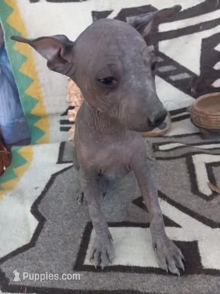 Chili – Xoloitzcuintli puppy for sale in Sacramento, CA