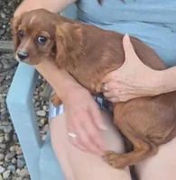 Sassy, a female Cavalier King Charles Spaniel for sale in Sacramento, CA – 3 of 3