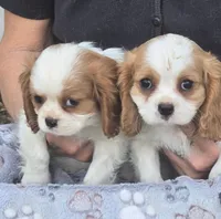 Jess, a male Cavalier King Charles Spaniel for sale in Sacramento, CA – Photo 2 of 2