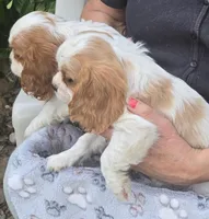 Jess, a male Cavalier King Charles Spaniel for sale in Sacramento, CA – Photo 1 of 2