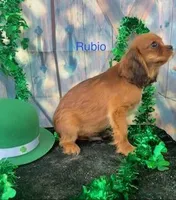 Rubio, a male Cavalier King Charles Spaniel for sale in Sacramento, CA – Photo 2 of 3