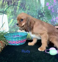Rudy, a male Cavalier King Charles Spaniel for sale in Sacramento, CA – Photo 2 of 2