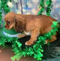 Rubio, a male Cavalier King Charles Spaniel for sale in Sacramento, CA – Photo 3 of 3