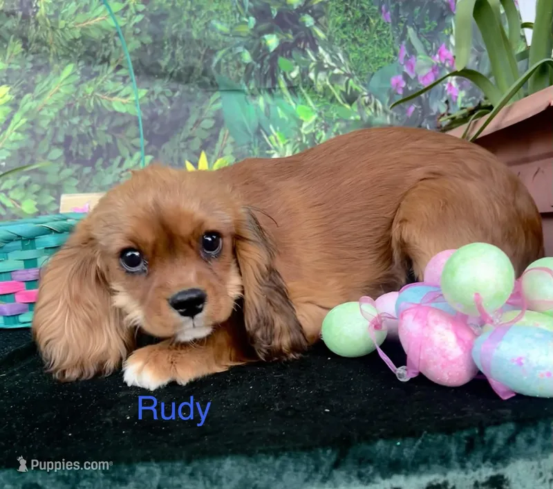 Rudy – Cavalier King Charles Spaniel puppy for sale in Sacramento, CA