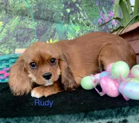 Rudy, a male Cavalier King Charles Spaniel for sale in Sacramento, CA – Photo 1 of 2