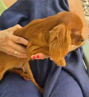 Sonny, a male Cavalier King Charles Spaniel for sale in Sacramento, CA – 4 of 4