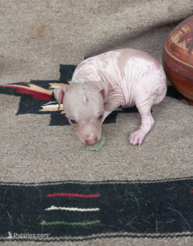 Texotli, a male Xoloitzcuintli for sale in Sacramento, CA – 1 of 3