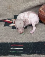 Texotli, a male Xoloitzcuintli for sale in Sacramento, CA – 1 of 3