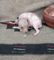 Texotli, a male Xoloitzcuintli for sale in Sacramento, CA – 2 of 3