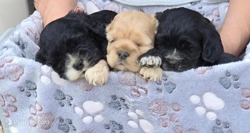 Jonny, a male Cocker Spaniel for sale in Sacramento, CA – Photo 1 of 2