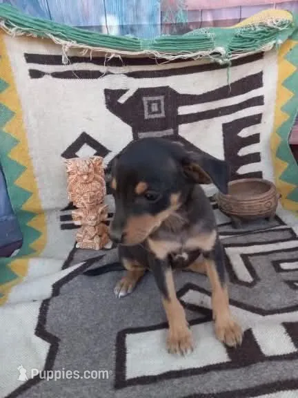 Calle – Xoloitzcuintli puppy for sale in Sacramento, CA