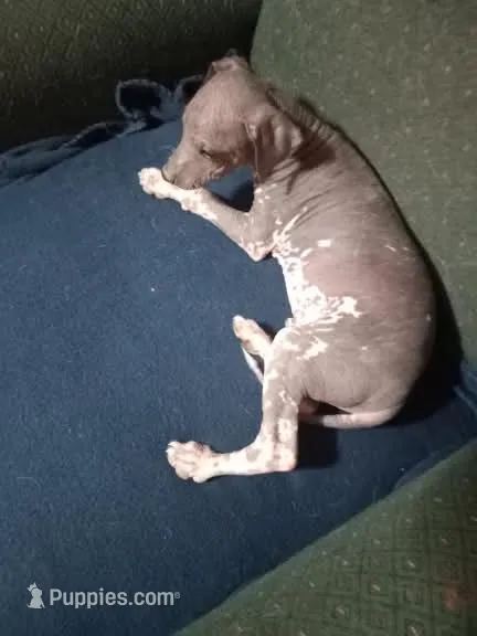 Texotli – Xoloitzcuintli puppy for sale in Sacramento, CA