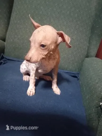 Tlaloc – Xoloitzcuintli puppy for sale in Sacramento, CA