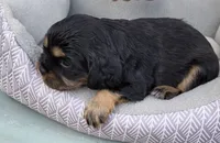 Bonnie, a female Cavalier King Charles Spaniel for sale in Sacramento, CA – 2 of 2