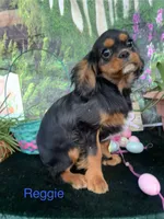 Reggie, a male Cavalier King Charles Spaniel for sale in Sacramento, CA – Photo 2 of 4