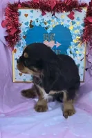 Reggie, a male Cavalier King Charles Spaniel for sale in Sacramento, CA – Photo 5 of 5