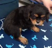 Reggie, a male Cavalier King Charles Spaniel for sale in Sacramento, CA – Photo 2 of 5